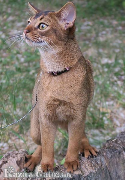 घर के बाहर एबिसिनियन बिल्ली की तस्वीर