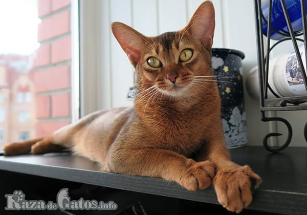 image of the abyssinian cat lying in his home