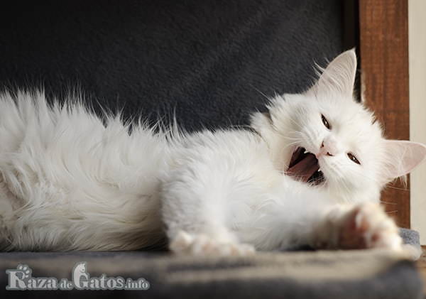 Foto del gato angora turco, bostezando luego de dormir.