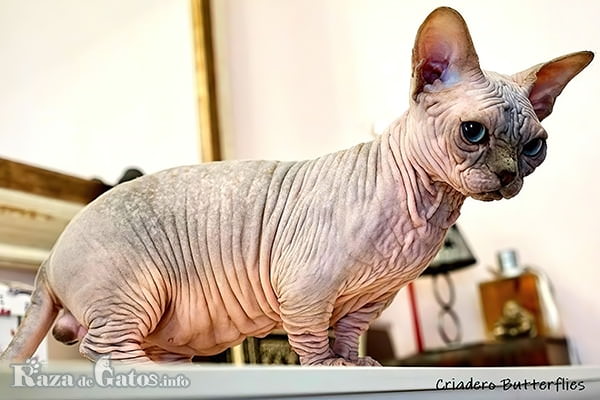 Foto del gato Bambino, también llamado gato sphynx de patas cortas.