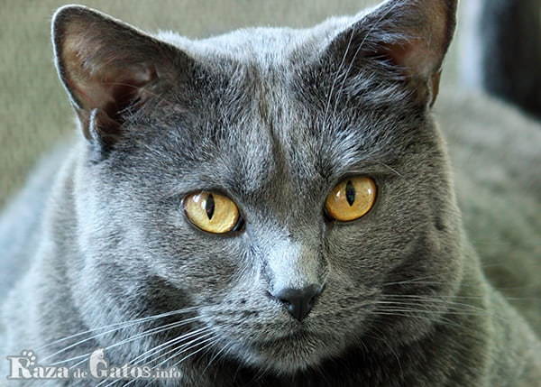 Foto de la cara del gato chartreux.