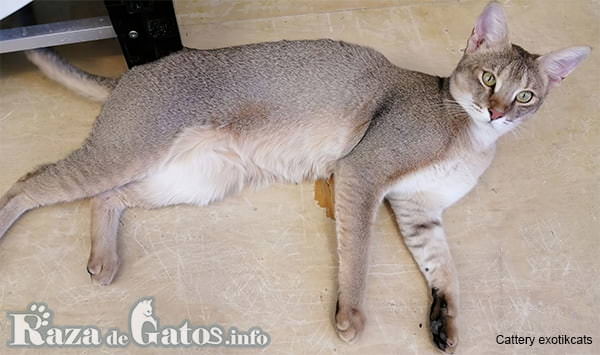 Foto del gato chausie acostado, tambien conocido como gato curl de la selva.