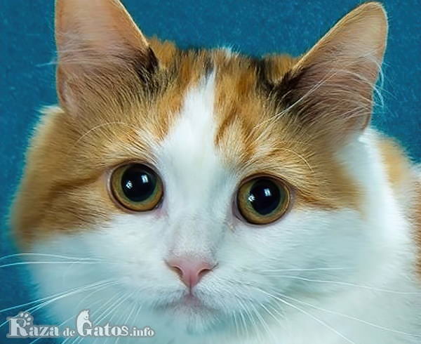 Foto do rosto do gato Cymric de cauda curta.