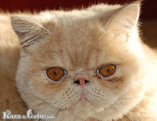 Foto de rosto de gato exótico.