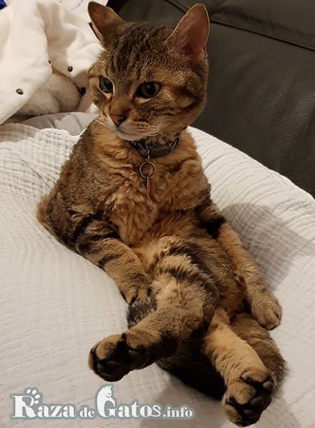 Imágen del gato German Rex, posando en un sofá cruzado de piernas.