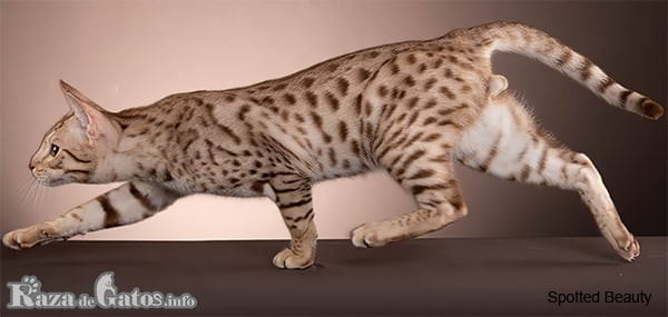 Fotografía del gato ocicat en posicion de caza.