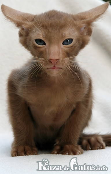 Foto de un gatito Oriental pequeño, un hermoso michi.