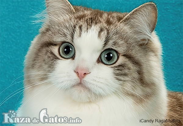 ラガマフィン猫の顔写真。