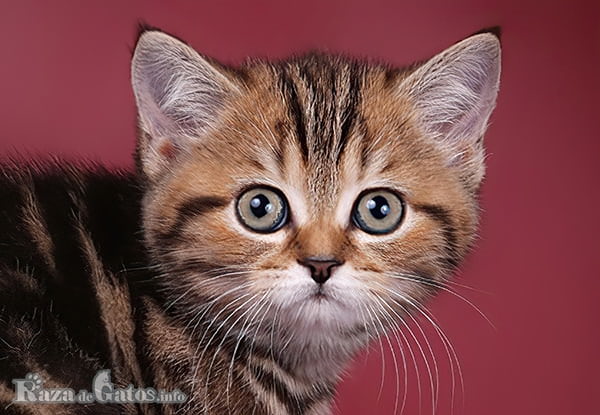 Photo of the Scottish Straight kitten.