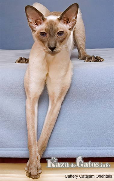 Image of the modern Siamese kitten. 