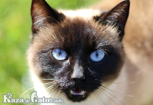 Photograph of the face of the traditional Thai or Siamese cat.