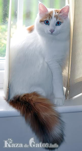 写真のポーズをとっているトルコのヴァン猫の画像。