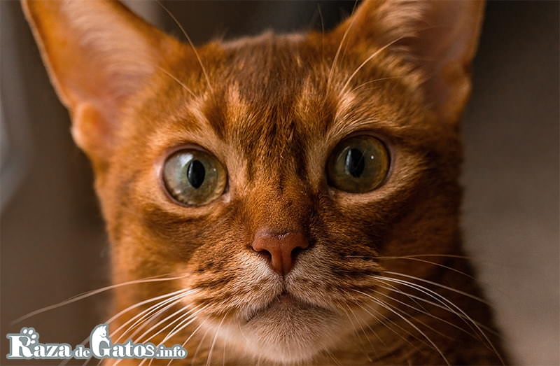 Image of the face of the Abyssinian kitten. Abyssinian cat.