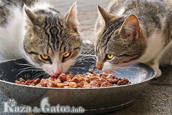 Dos gatos comiendo del mismo tazón de fuente. Alimentación en los gatos.