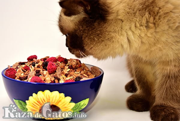 Gato mirando tazón con granola y frutas. Alimentación gatuna.