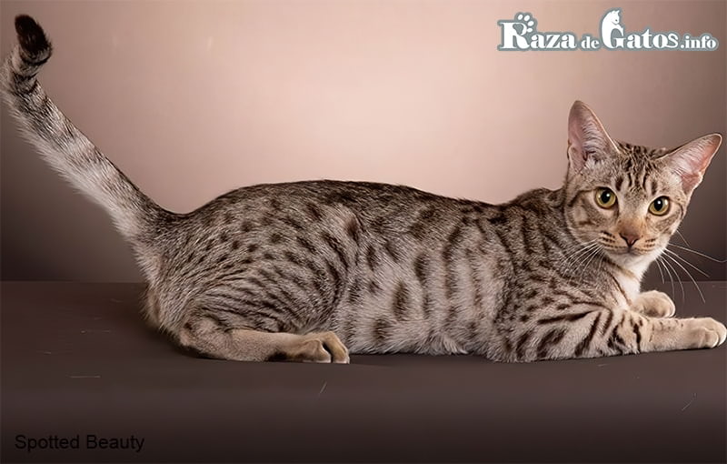 Image of the Bengal cat, with its striking wild appearance.
