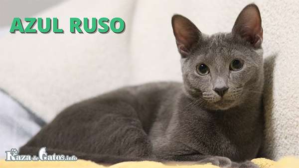 Gato Azul Russo - Diferenças entre o gato Azul Russo e o gato Korat