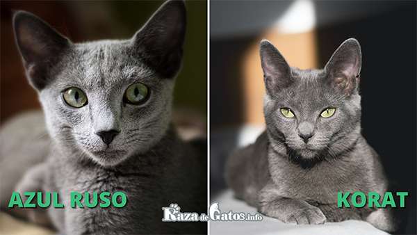 Diferencias entre el gato Azul Ruso y el gato Korat