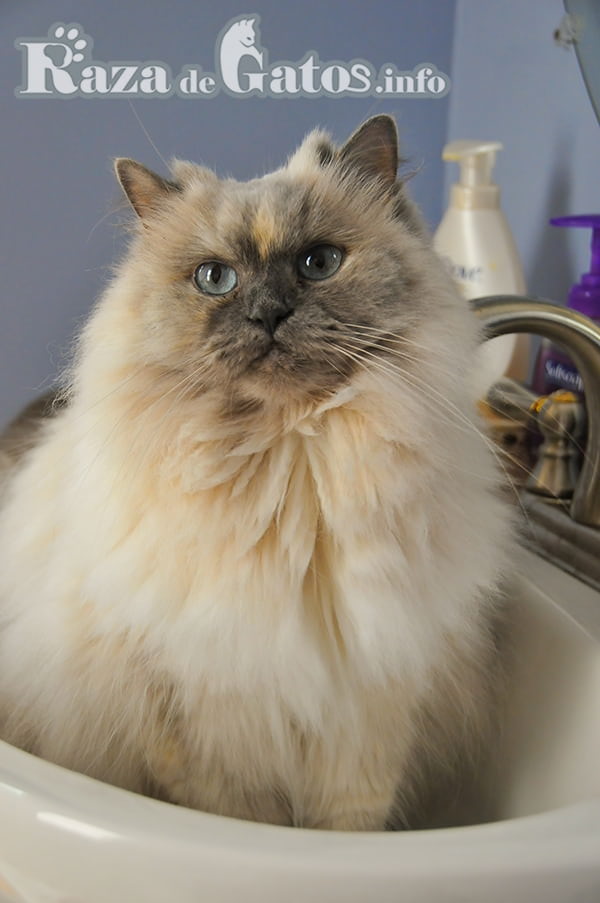 Gato esperando en pileta para ser bañado. Una gran practica en la limpieza e higiene de tu gato/a