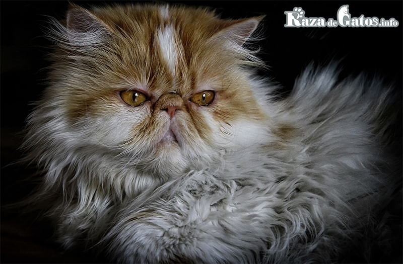 Photo de chat persan.