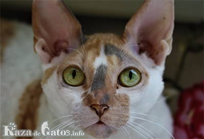 コーニッシュレックスの猫の顔写真。