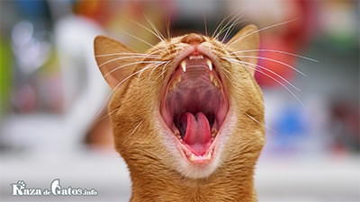 ¿los gatos cambian los dientes? ¿tienen dientes de leche los gatos?