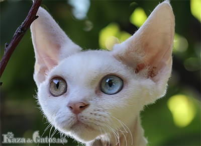 デボンレックスの猫の顔写真。