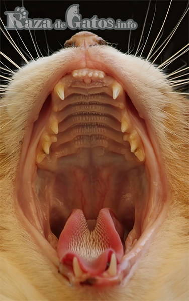 imagen con la Boca abierta del gato. higiene en los gatos.