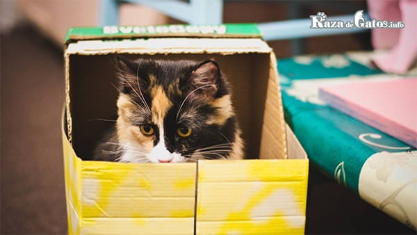 Katze, die aus einer Kiste späht. Warum mögen Katzen Kisten?