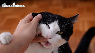 Why does my cat bite me? 6 main reasons