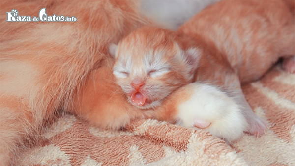 Новорожденный котенок. неонатальная стадия