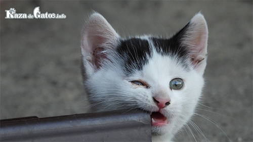 Gatito afilando sus dientes de leche.