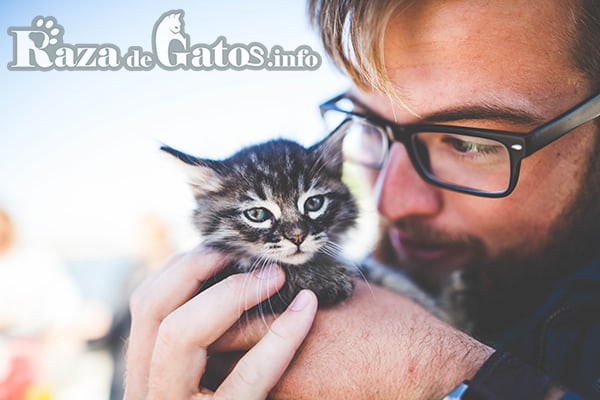Gatito bebe recibiendo cariño. Imagen para el articulo de los cuidados de un gatito bebé.
