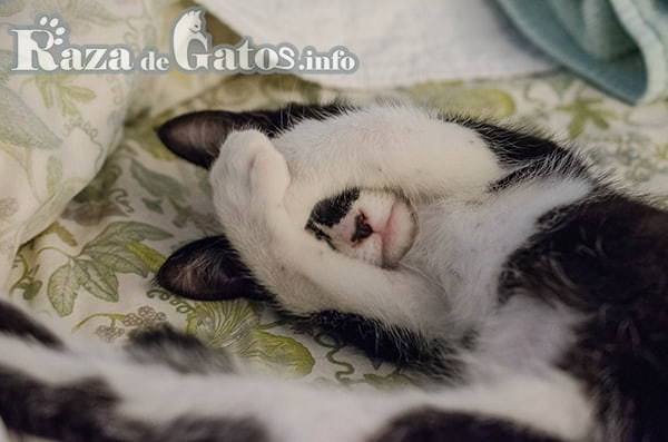 Gatico durmiendo - Todo sobre camas para gatos y su utilidad