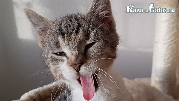 Imagen de la lengua de un gato. La lengua de los gatos ¿Por qué es tan áspera?