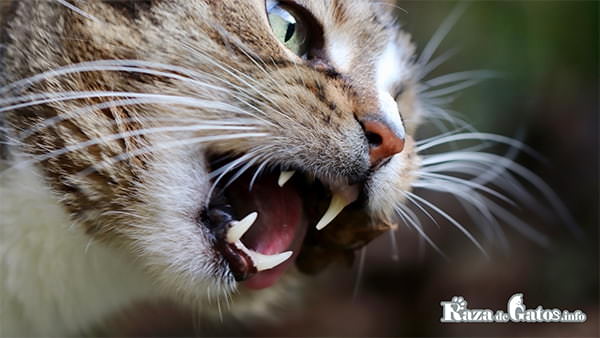 Gatito enojado a punto de morderme. ¿por qué mi gato me muerde? (Seis) 6 razones