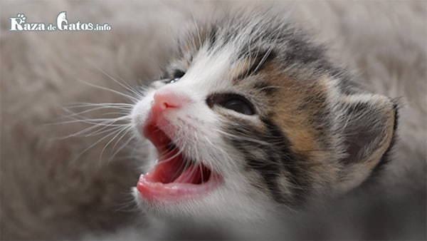 Foto de un gatito bebé sin dientes. ¿Los gatos cambian los dientes?