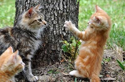 kittens-playing