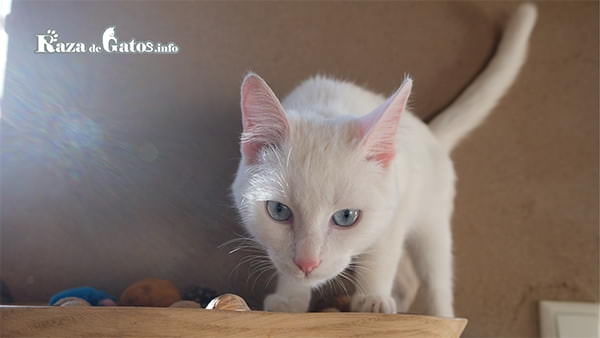 кошки-альбиносы