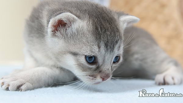 Изображение маленького котенка на стадии социализации. Сколько лет растут кошки?
