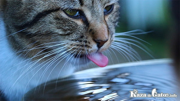 Fotografía de una gato bebiendo agua. La lengua de los gatos ¿Por qué raspa tanto?