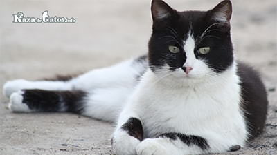 Gatos blanco y negro (Bicolor) Curiosidades