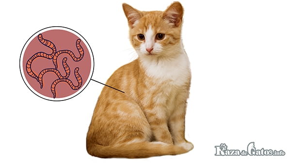 Gatito con parásitos. Imagen para: Tipos de parásitos en los gatos