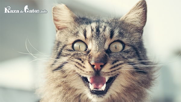 Imagen de un gato enseñando su dentadura. ¿Los gatos cambian los dientes?