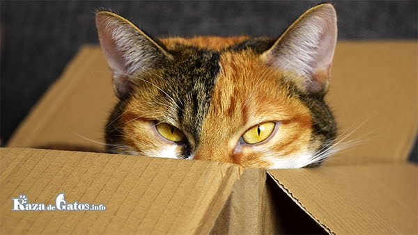 Katze, die aus einer Kiste späht. Warum mögen Katzen Kisten?
