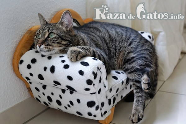 Imágen de Gato en sillón mirando con cariño. ¿Cómo se comunican los gatos?