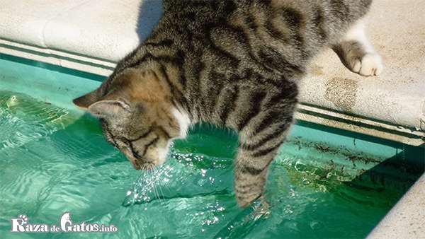 Gato jugando en la pileta. ¿Los gatos pueden nadar? ¿Le temen al agua?