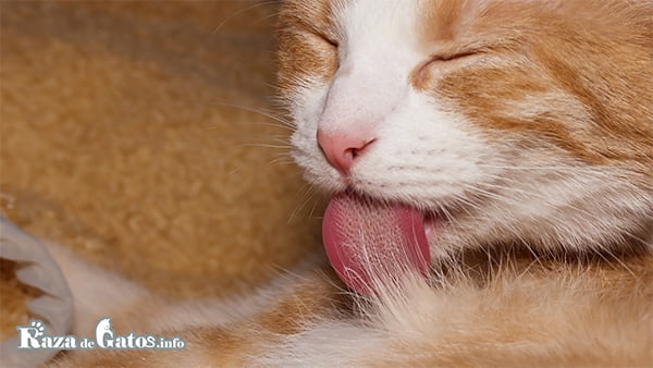 Gatito acicalandose. La lengua de los gatos ¿por qué es rasposa?