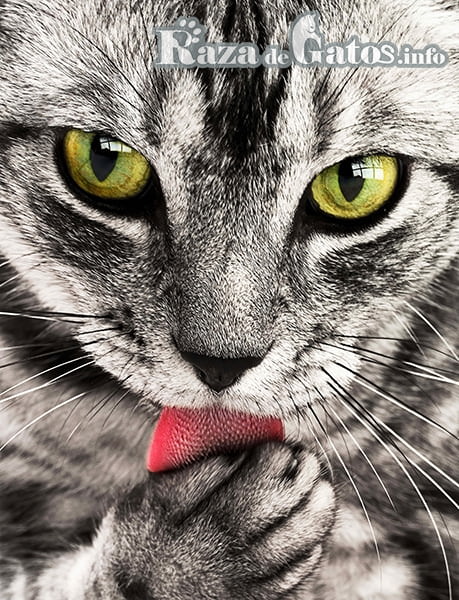 Imagen de gatito lamiendose con su lengua. "25 curiosidades que no sabias de los gatos"