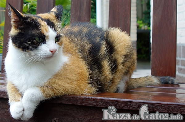 Расслабленная кошка смешанной породы. Фотография о пользе наличия домашней кошки.